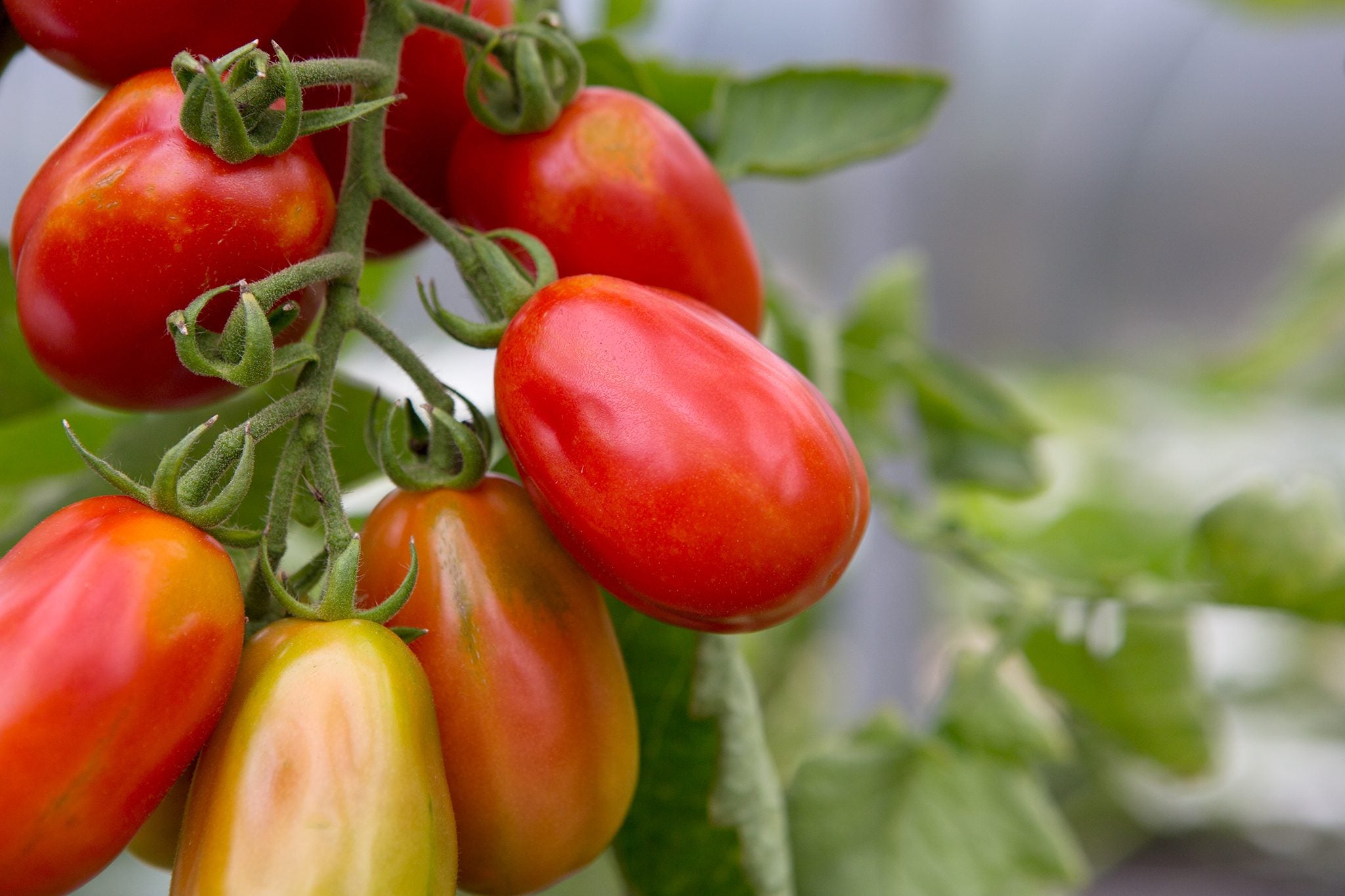 Roma Tomato