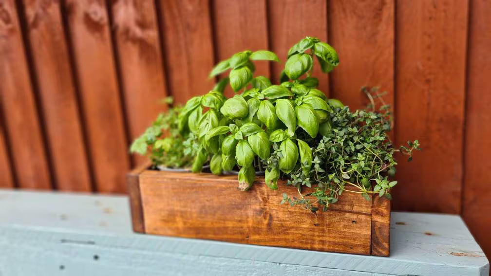 Mixed Herb Box — 4 Herb Variety Pack
