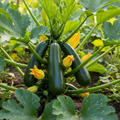 Zucchini Black Beauty plant with large dark green glossy zucchini and broad leaves