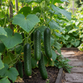 Marketmore cucumber plant with long dark green cucumbers on lush vines