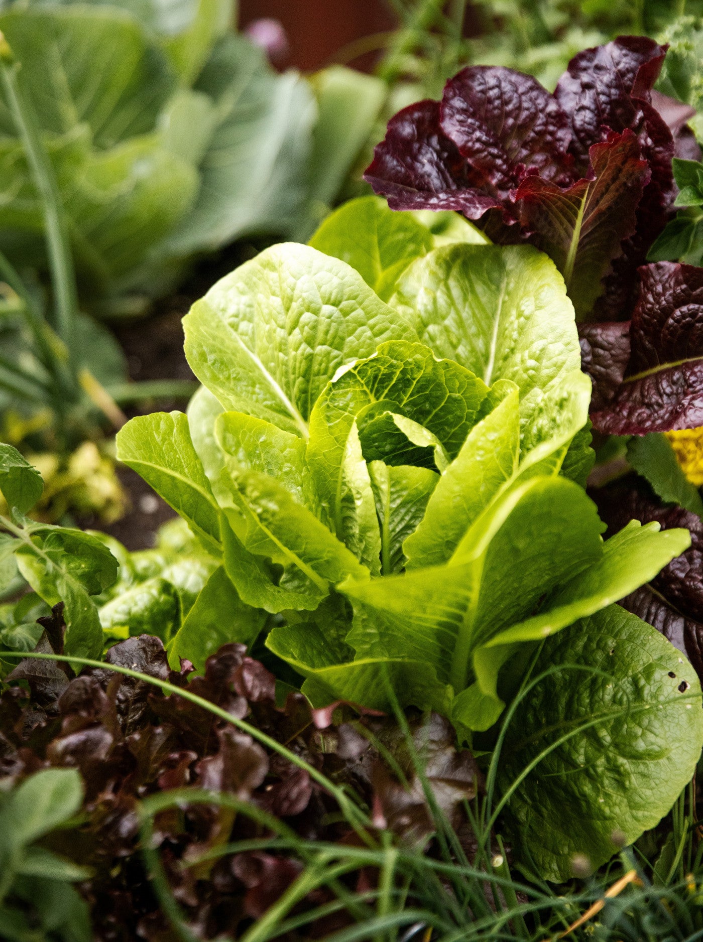 Lettuce